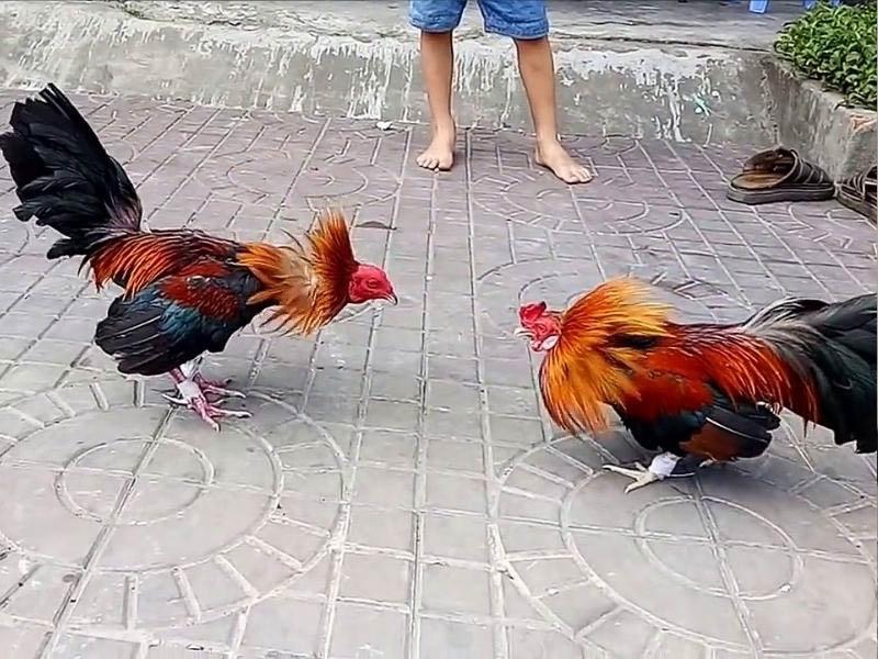 Sở Thích Cá Cược Đá Gà Thomo: Tại Sao Nó Thu Hút Người Chơi? mp00808 2023 09 03 110735